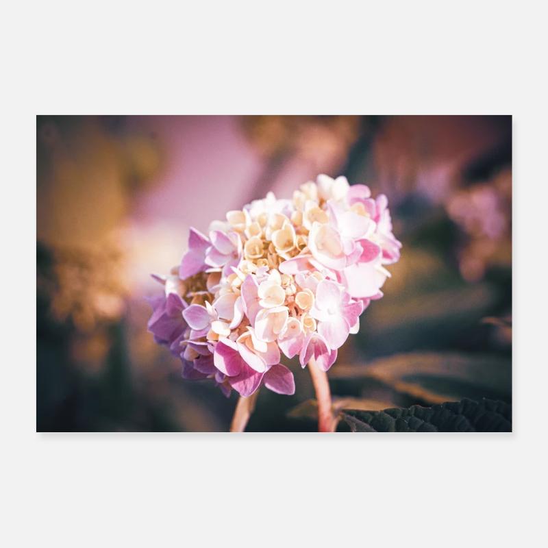Hydrangea Summer Pink Poster 36" x 24" (90x60 cm)