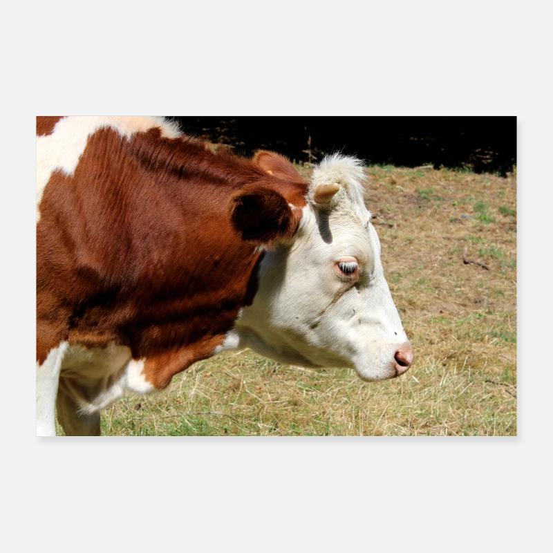 Affiche de vache Poster 90 x 60 cm