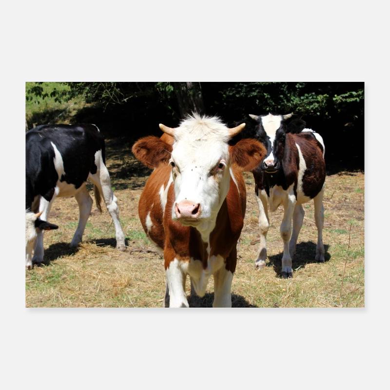 Affiche de vache Poster 90 x 60 cm
