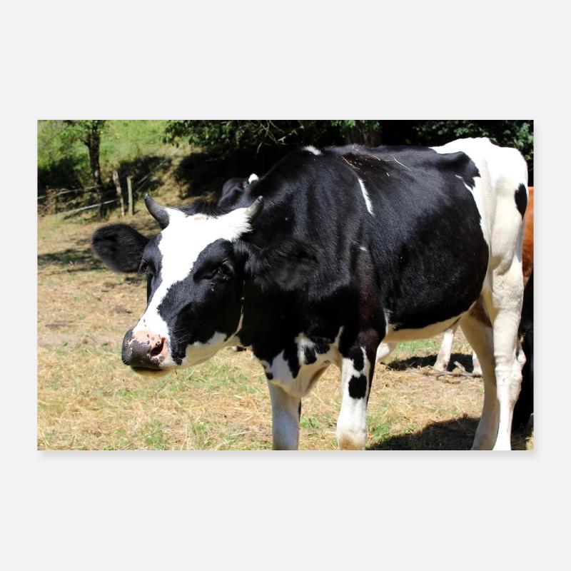 Affiche de vache Poster 90 x 60 cm