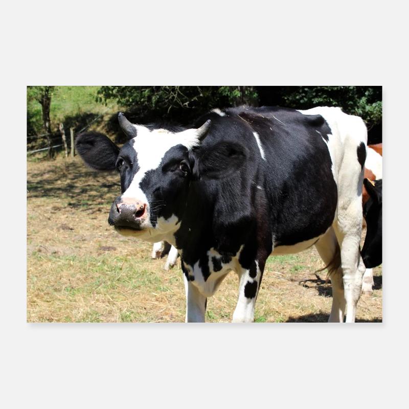 Affiche de vache Poster 90 x 60 cm