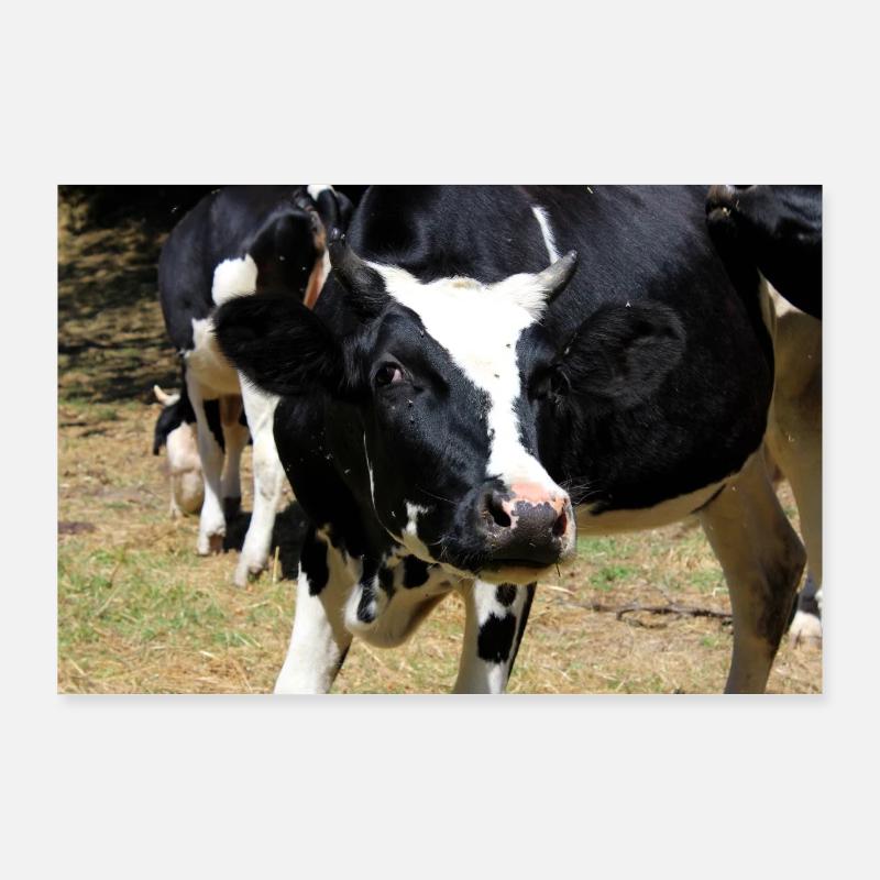 Affiche de vache Poster 90 x 60 cm