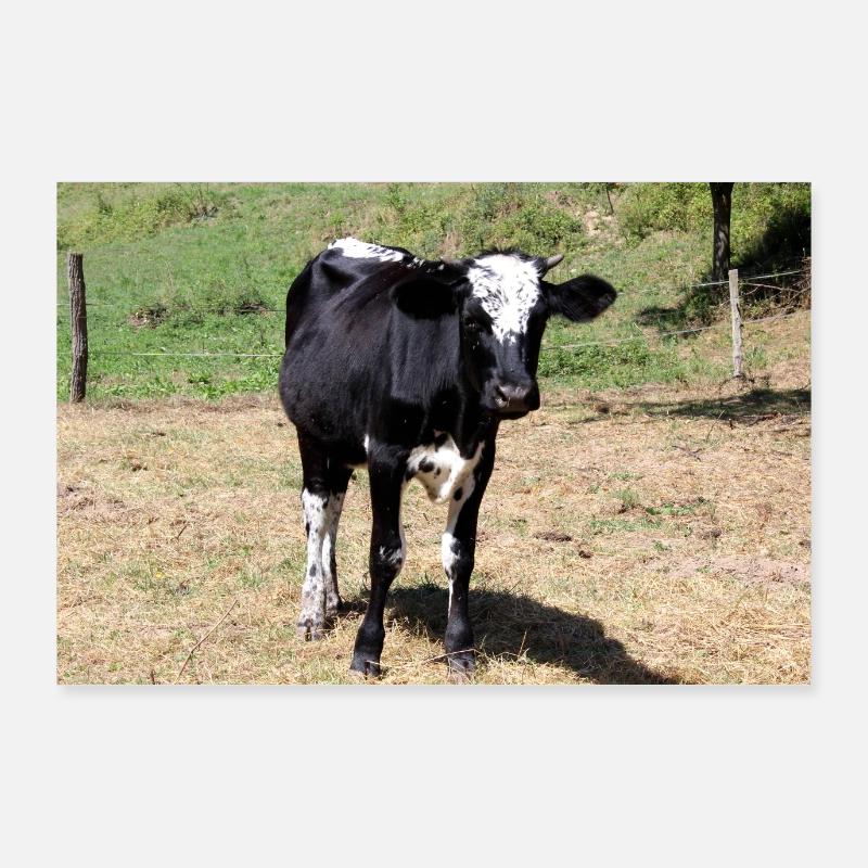 Affiche de vache Poster 90 x 60 cm