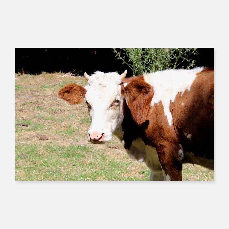 Affiche de vache Poster 90 x 60 cm
