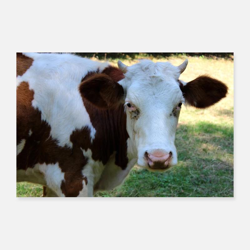 Affiche de vache Poster 90 x 60 cm