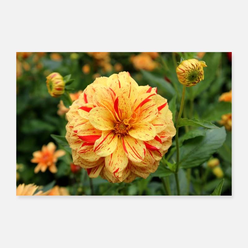 Dahlia, Fleur, Fleur, Jaune, Rouge Poster 90 x 60 cm