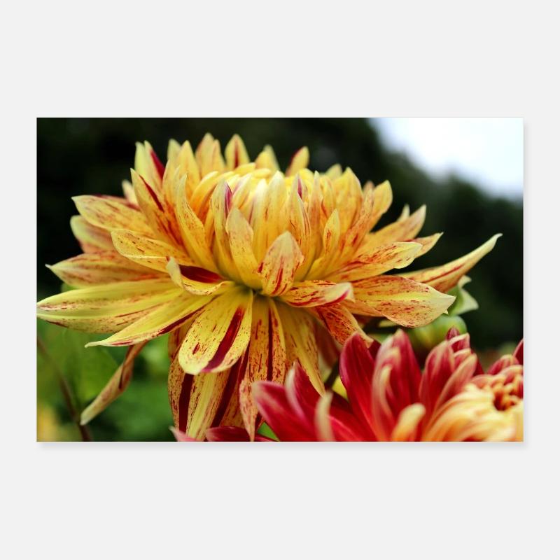 Dahlia fleur jaune, fleur Poster 90 x 60 cm