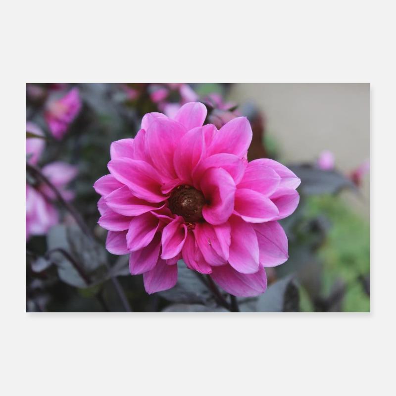 Dahlia rose rose fleur, fleur Poster 90 x 60 cm