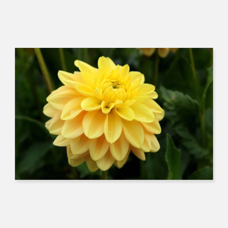 Dahlia fleur jaune, fleur Poster 90 x 60 cm