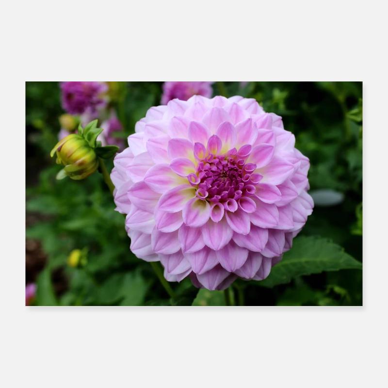 Dahlia rose rose fleur, fleur Poster 90 x 60 cm
