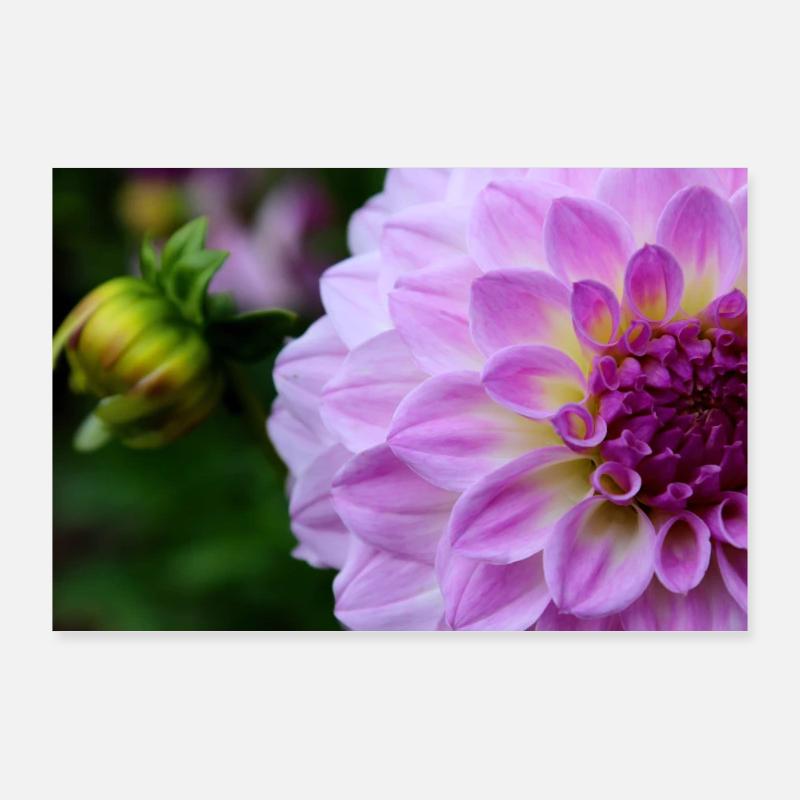 Dahlia rose rose Violet fleur, fleur Poster 90 x 60 cm