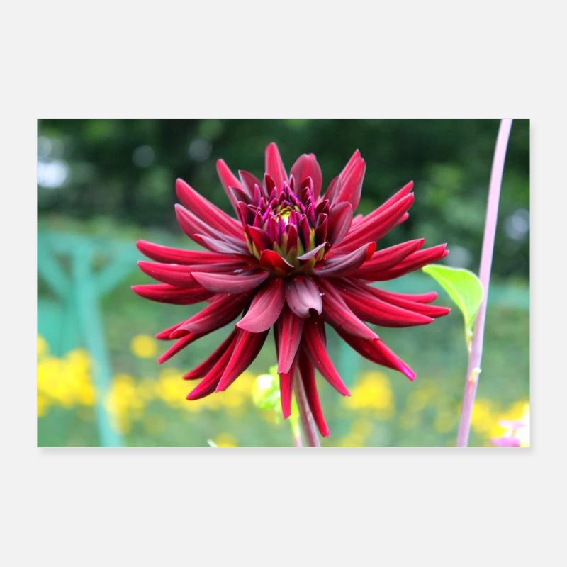 Blume rot rote Blume - Poster 90x60 cm - Weiß