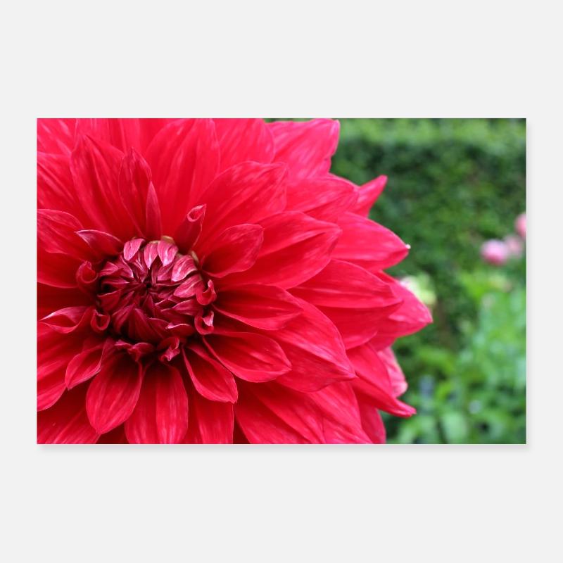Dahlia Fleur Rouge, Fleur Poster 90 x 60 cm
