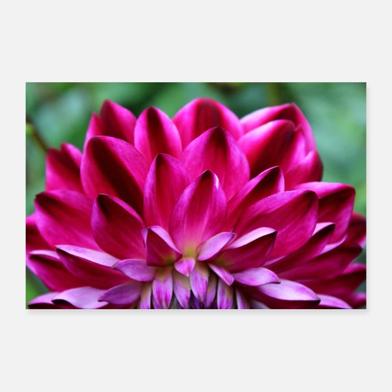 Dahlia Fleur Rouge, Fleur Poster 90 x 60 cm