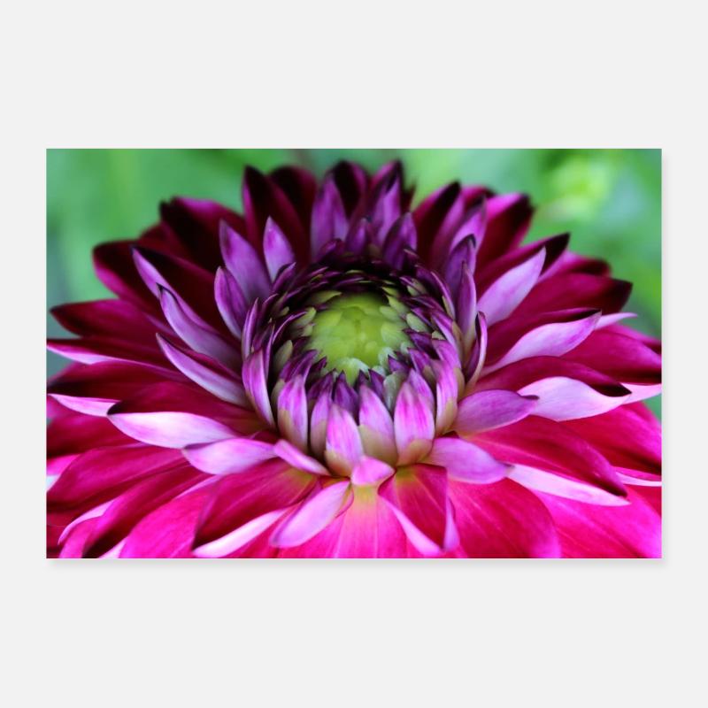 Fleur Rose Rose Fleur Fleurs Rose Rose Fleurs Poster 90 x 60 cm