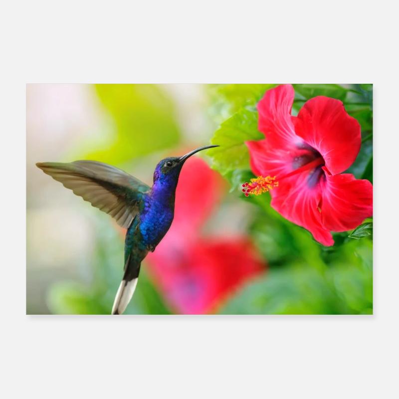 colibri final Poster 90 x 60 cm