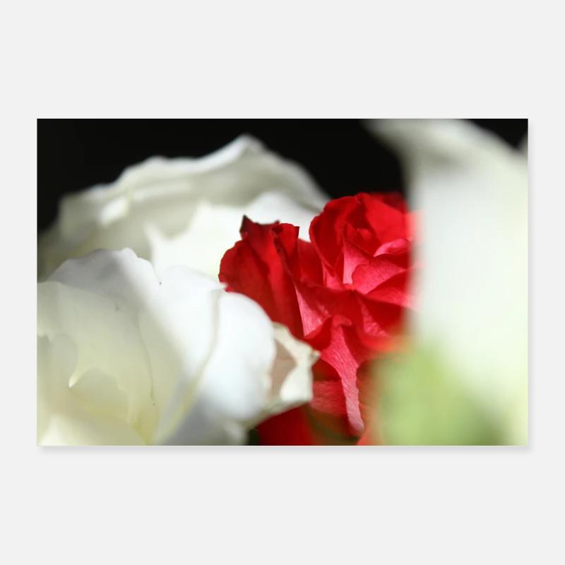 roses blanches et rouges Poster 90 x 60 cm