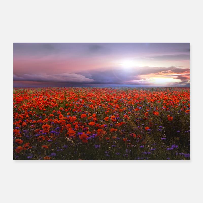 Lumière du soir au-dessus du champ de pavots Poster 90 x 60 cm