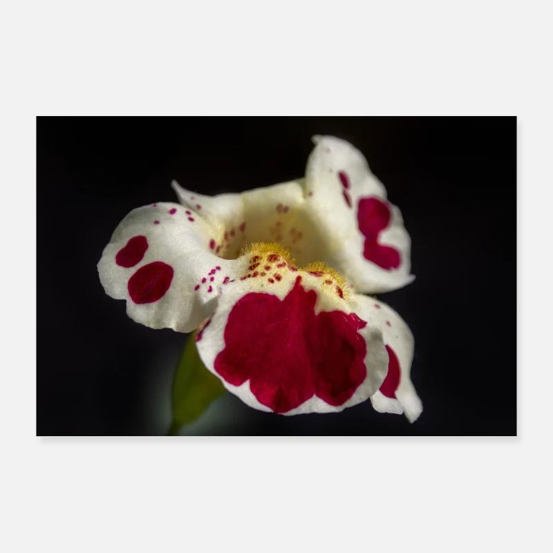 Fleurs blanches avec des taches rubis Poster 90 x 60 cm