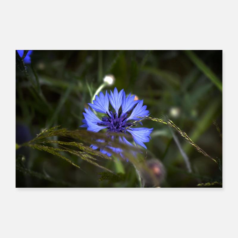 Cornflower Indigo Light Poster 36" x 24" (90x60 cm)