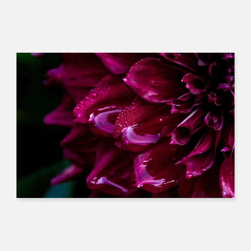 Dahlia en gros plan magenta profond Poster 90 x 60 cm