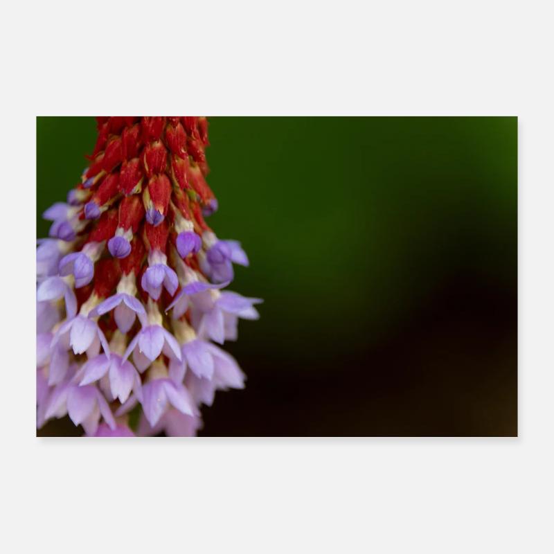 Motif de gradient de fleur de lavande Poster 90 x 60 cm