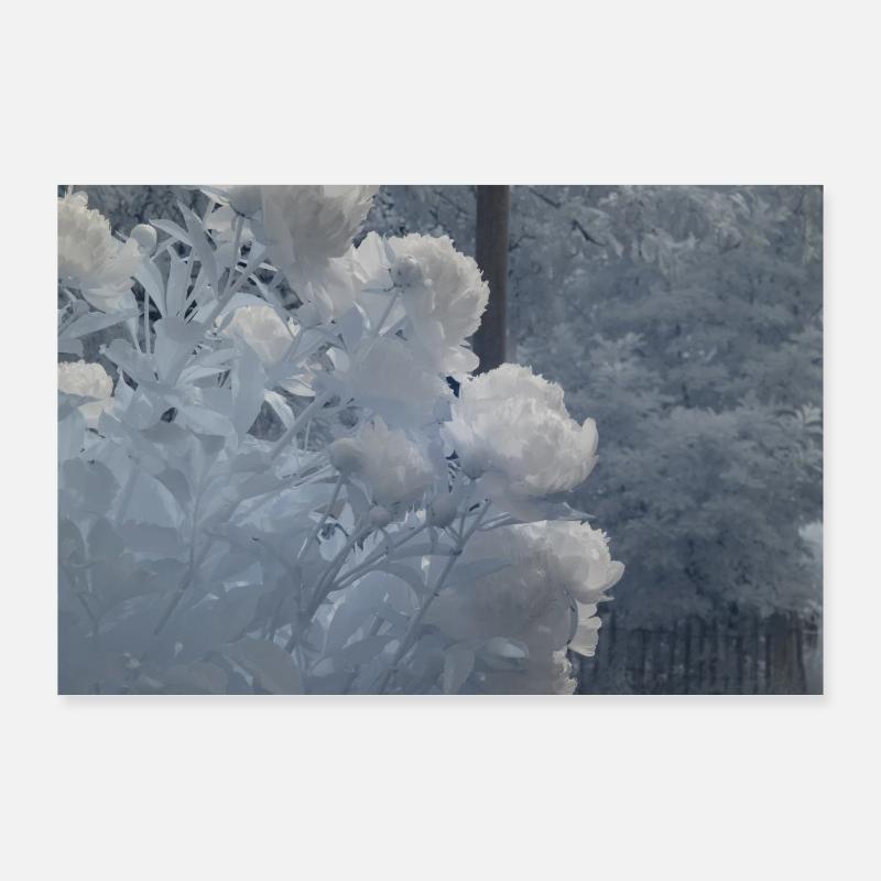 Série infrarouge : Fleurs blanches Poster 90 x 60 cm