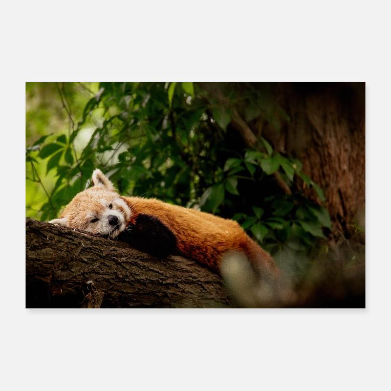 Petit panda Poster 90 x 60 cm