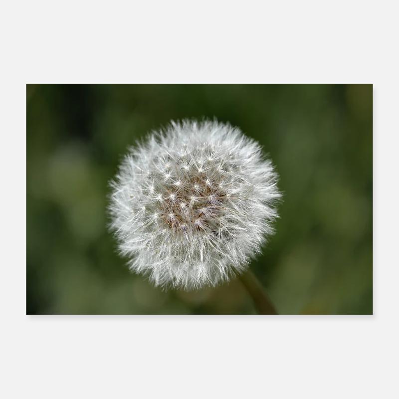 Nahaufnahme einer Pusteblume - Poster. Poster 90x60 cm