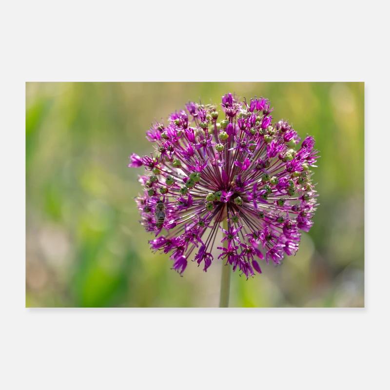 Gros plan d’une fleur violette - Poireau géant Poster 90 x 60 cm
