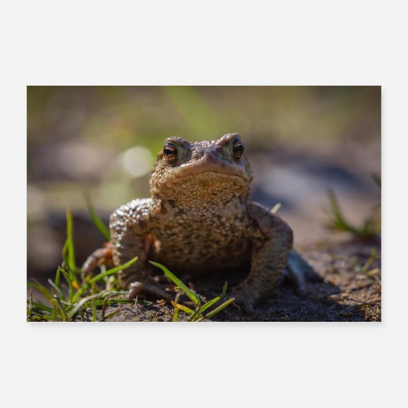 Gros plan d’un crapaud terrestre - Affiche Poster 90 x 60 cm