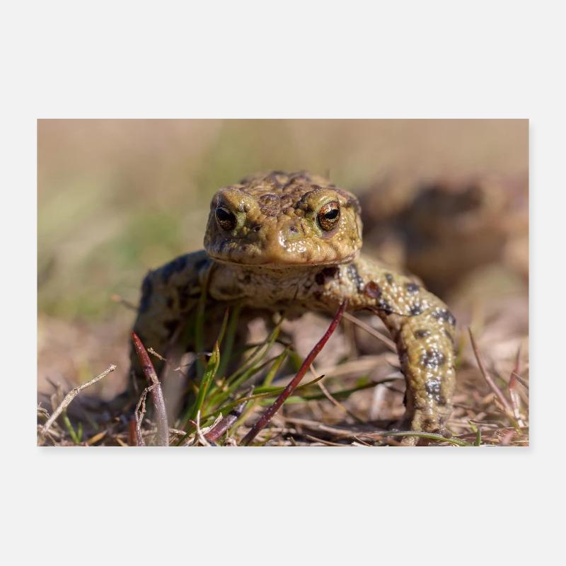 Gros plan d’un crapaud terrestre - Affiche Poster 90 x 60 cm