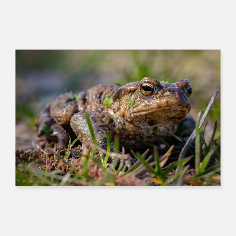 Gros plan d’un crapaud terrestre - Affiche Poster 90 x 60 cm