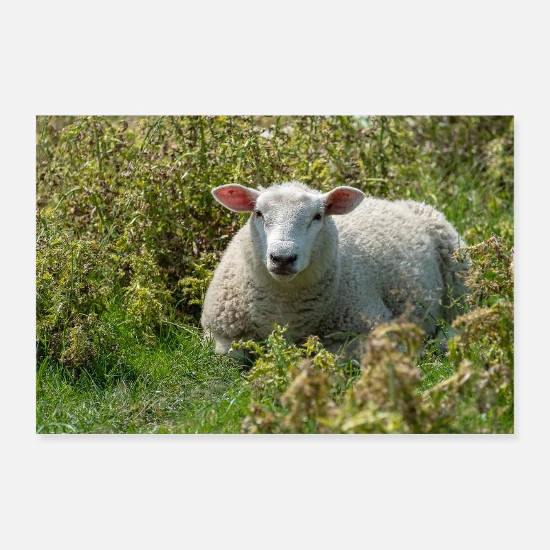 Moutons allongés dans l’herbe - Affiche - Poster 90 x 60 cm - blanc
