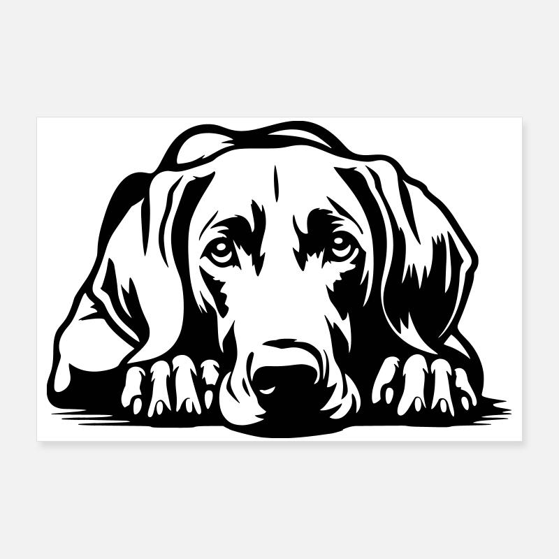 Weimaraner Poster 90 x 60 cm