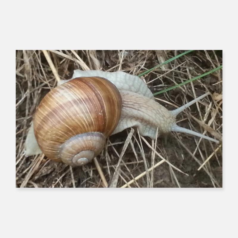 Snail Poster 36" x 24" (90x60 cm)