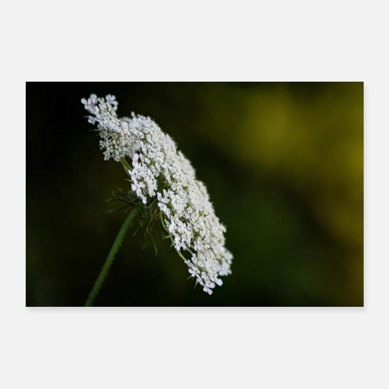 beauté blanche - Poster 90 x 60 cm - blanc