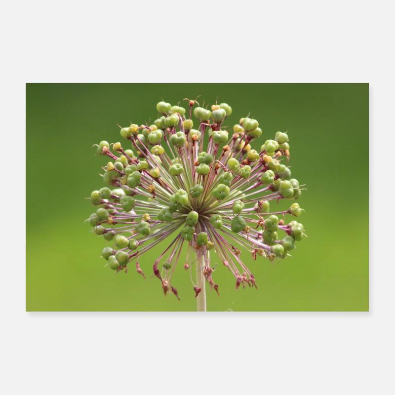 Green flower - nature shot Poster 36" x 24" (90x60 cm)