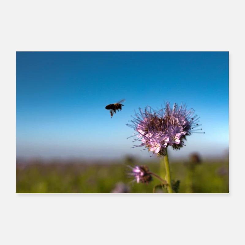 Bee collects nectar Poster 36" x 24" (90x60 cm)
