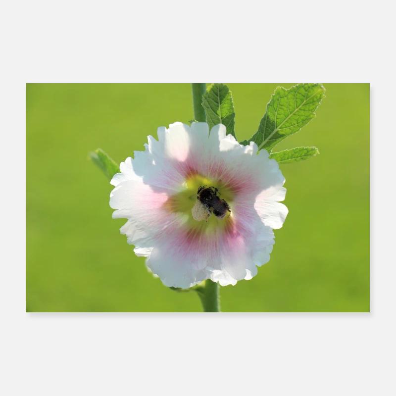 Flower with bumblebee Poster 36" x 24" (90x60 cm)
