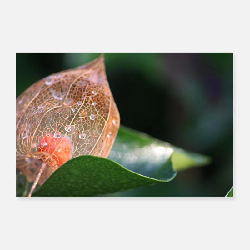 Physalis im Winter Poster 90x60 cm