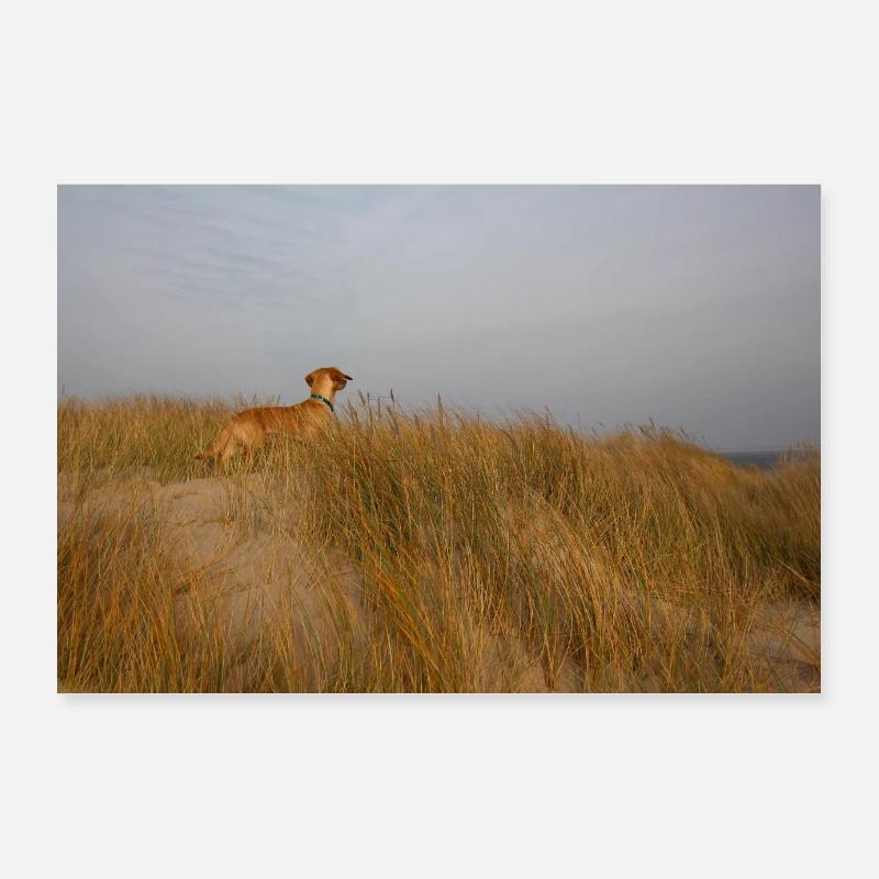 Teckel dans les dunes de la mer Poster 90 x 60 cm