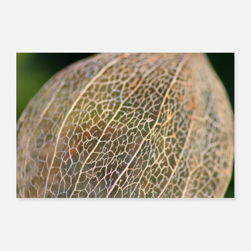 Physalis en hiver Poster 90 x 60 cm