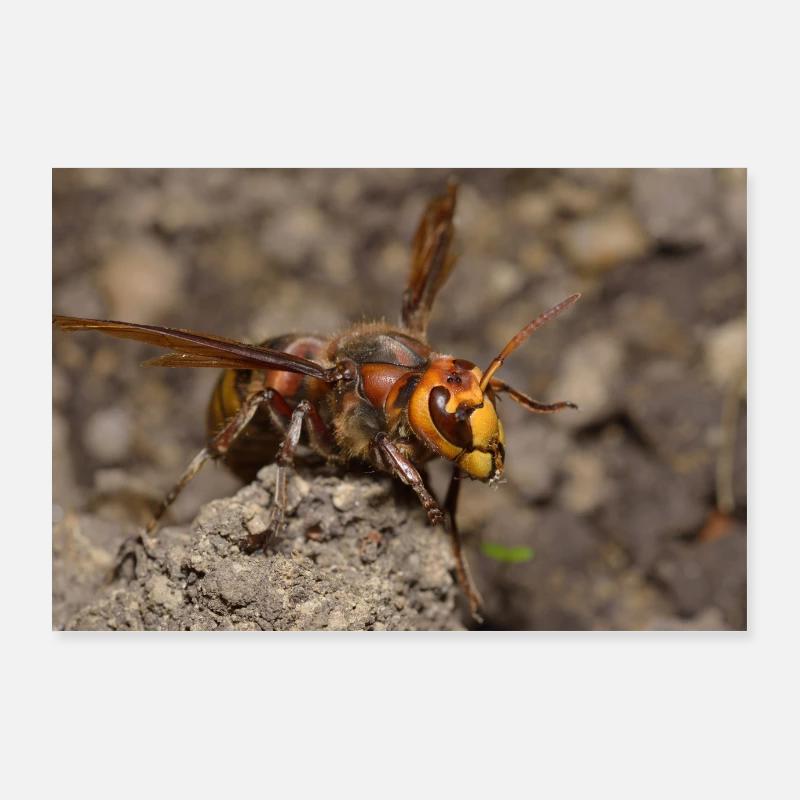 hornet Poster 36" x 24" (90x60 cm)