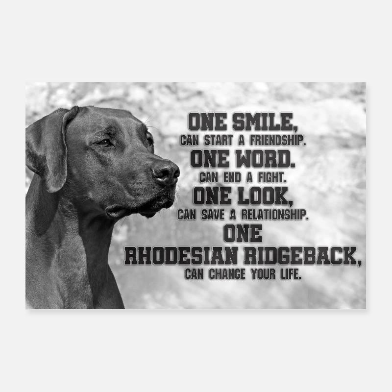 Rhodesian Ridgeback - Poster 90 x 60 cm - blanc