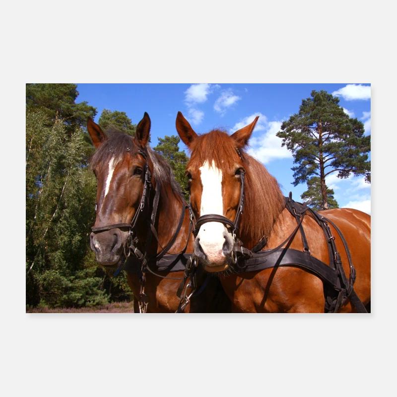 Équipe de chevaux Poster 90 x 60 cm