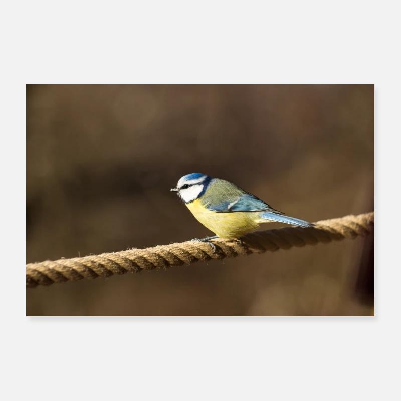 Blue tit no. 2 Poster 36" x 24" (90x60 cm)