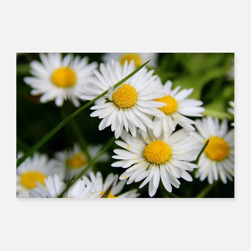 Gänseblümchen - Poster 90x60 cm - Weiß
