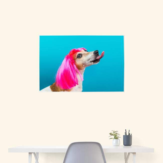 Poster lustiger Jack Russel mit pinker Perücke