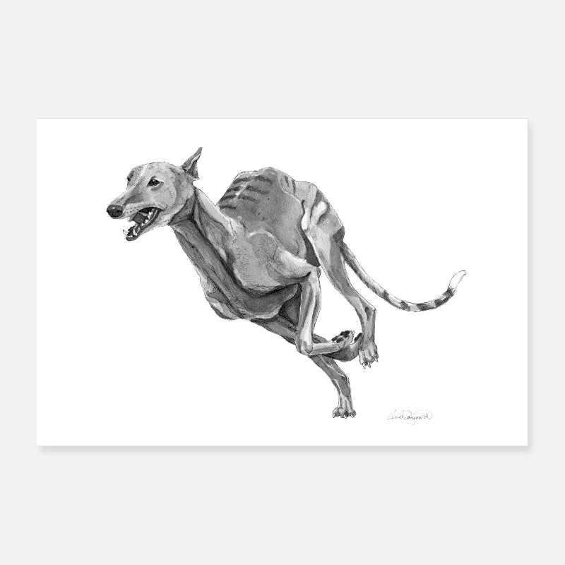 Windhund Poster Poster 90x60 cm